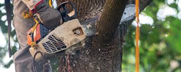 Best Storm Damage Tree Cleanup  in Holualoa, HI