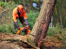 Professional Tree Care in Holualoa, HI