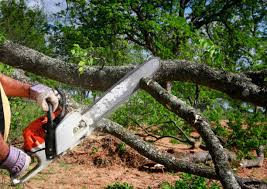 Best Tree Preservation Services  in Holualoa, HI