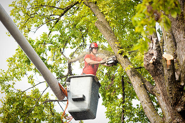 Best Tree Maintenance Programs  in Holualoa, HI