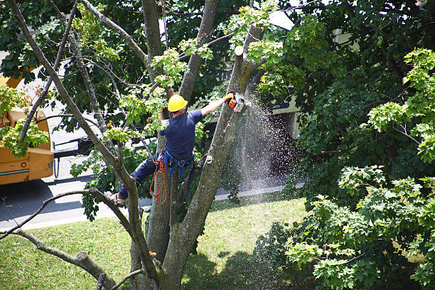 Best Lawn Maintenance Plans  in Holualoa, HI