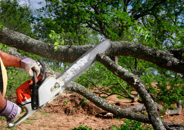 Best Stump Grinding and Removal  in Holualoa, HI